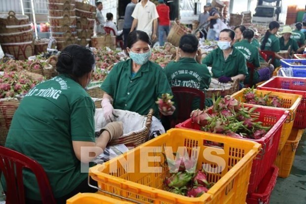 Fruit, vegetable exports bounce back in Q1 hinh anh 1