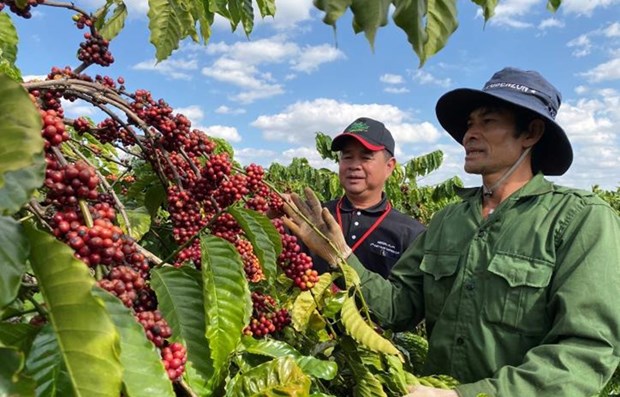 Coffee exports fall by over 11 percent in Q1 hinh anh 1