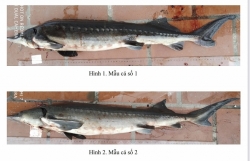 Video: Imported sturgeon plunges
