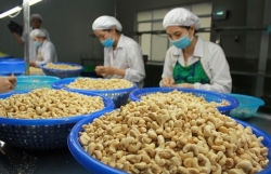 Great progress reported in settlement of suspected cashew nut scam in Italy