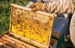 DOC reduces anti-dumping tax on Vietnamese honey