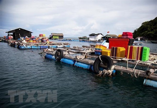 Restoration efforts help promote sustainable growth for fisheries sector hinh anh 2