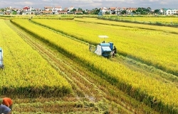 Public private partnership task force on rice established
