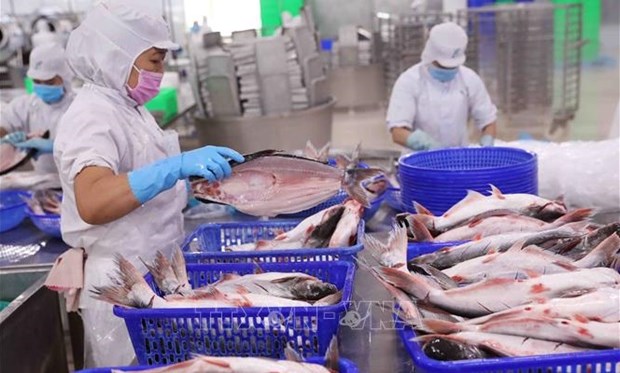 Fisheries exports estimated at 1.85 billion USD in Q1 hinh anh 1