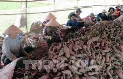 Vietnam ready to export first batch of sweet potatoes to China