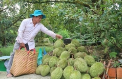 Vietnam"s agricultural products face more difficulties in export to China