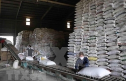 Philippines eyes importing 330,000 tonnes of rice