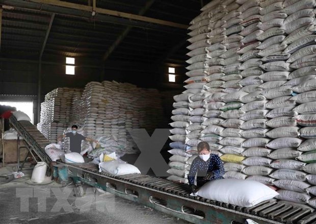 Philippines eyes importing 330,000 tonnes of rice hinh anh 1