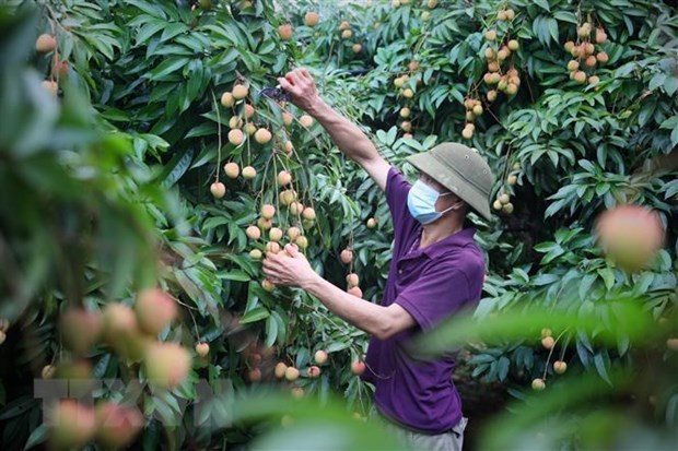 Bac Giang seeks to boost lychee export to US hinh anh 1