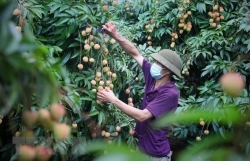 Bac Giang seeks to boost lychee export to US