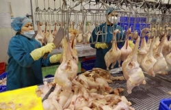 Poultry meat export signals recovery: department