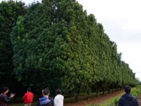 Vietnam back to mulling macadamia nuts as cash crop