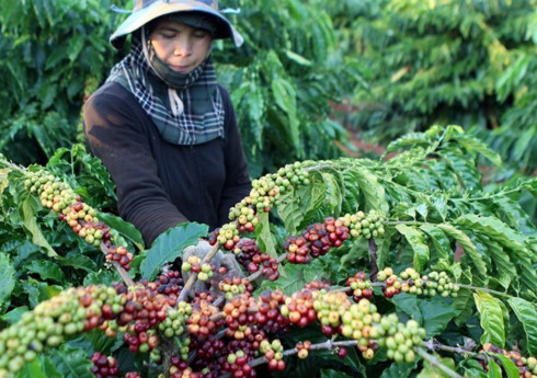 coffee exports earn vietnam us 13 million in first 4 months