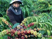 Coffee exports earn Vietnam US$1.3 million in first 4 months