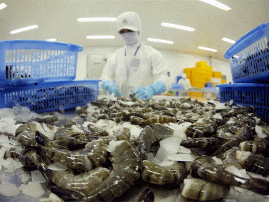 EU tops market for Vietnam’s shrimp exports