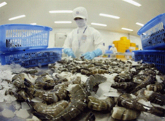 eu tops market for vietnams shrimp exports