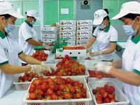 Hard-to-crack foreign markets get a taste for Vietnamese fruits