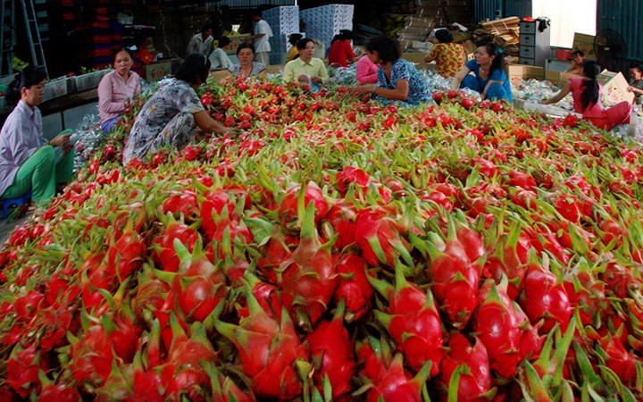 hard to crack foreign markets get a taste for vietnamese fruits