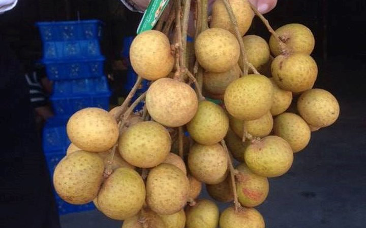 hard to crack foreign markets get a taste for vietnamese fruits