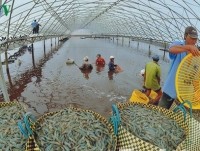 Bottlenecks hinder shrimp products from int’l competition