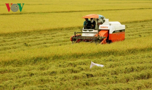vietnam needs new vision for rice production