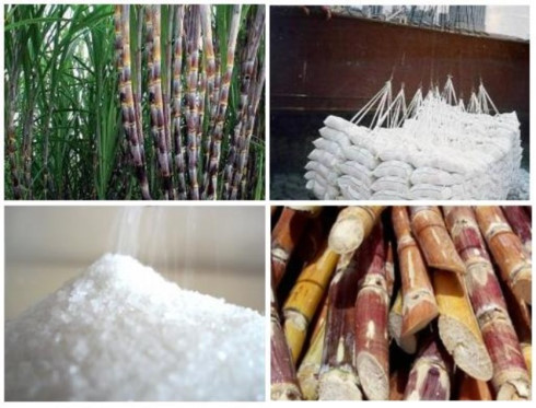 sugar industry some die others thrive
