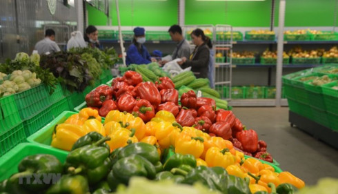 fruit vegetable exports bounce back in april