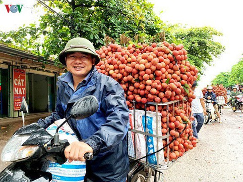 vietnam gears up to export fresh lychee to japan later this year