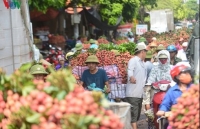 Vietnam promotes lychee exports in Singaporean market