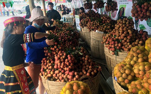 chinese traders set to enter vietnam to deal in lychees
