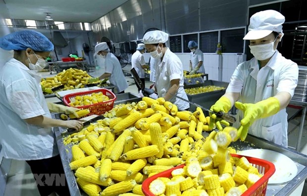 Vietnam needs to invest in processing, packaging of agricultural products: experts hinh anh 1