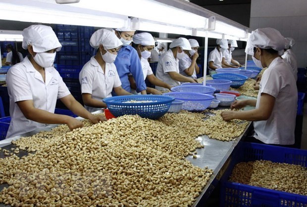 Raw cashew nut imports rocket in first four months hinh anh 1