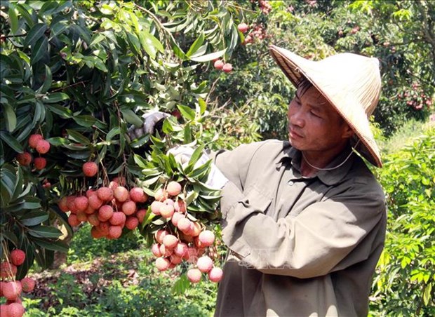 Vietnam ready to monitor lychee exports to Japan hinh anh 1