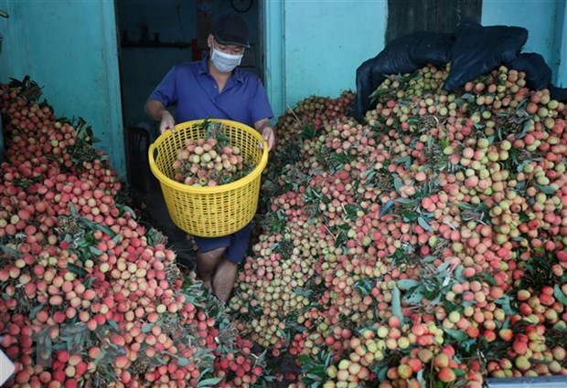 Promotional activities to boost exports of lychees to Japan hinh anh 1