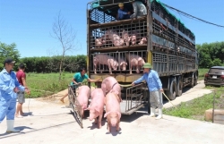 Import of live pigs from Thailand suspended from June 30