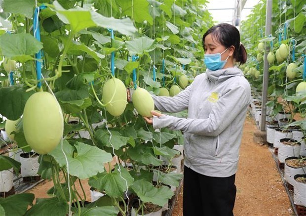 Vietnam targets high-efficiency agriculture hinh anh 1