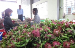 Promoting dragon fruit exports to Australia, New Zealand