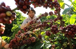 Coffee export could reach 4 billion USD as global prices remain high