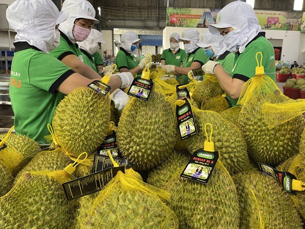 Durian exports forecast to boom hinh anh 1