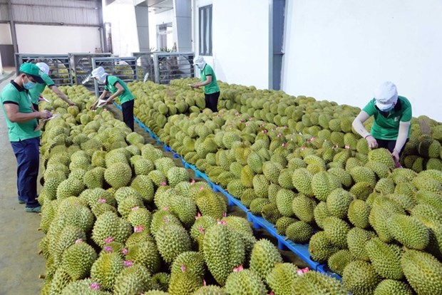 Durian exports forecast to boom hinh anh 2