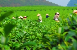 Tea exports earn 50 mln USD in first four months of 2023