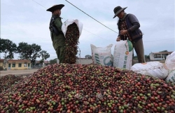 Businesses, farmers yet to benefit from recent coffee price hikes