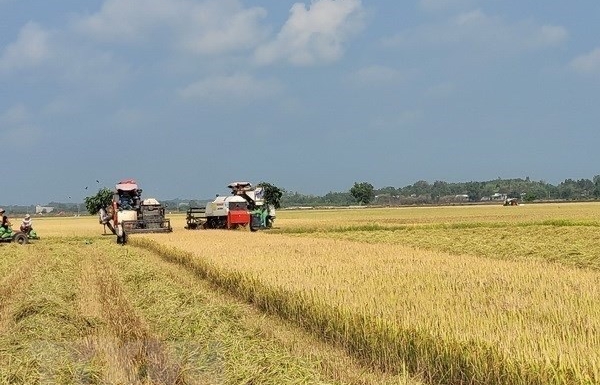 Strategy on rice export market development until 2030 approved