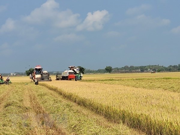 Strategy on rice export market development until 2030 approved hinh anh 1