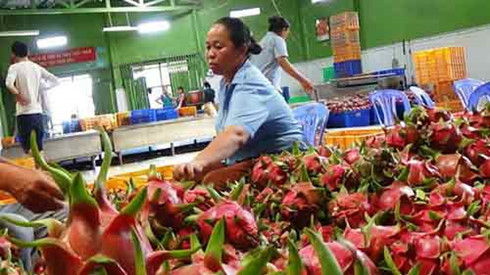 knocking down eu vietnam fruit and veggie trade barriers