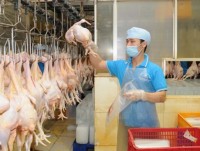 Vietnam seeks to boost livestock product exports