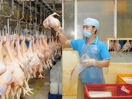 vietnam seeks to boost livestock product exports