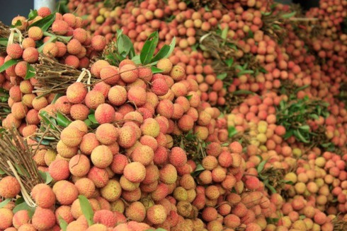 china buys over 9500 tons of lychees