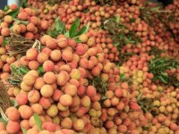 China buys over 9,500 tons of lychees