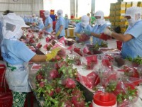 more than 74 of vegetables are exported to china